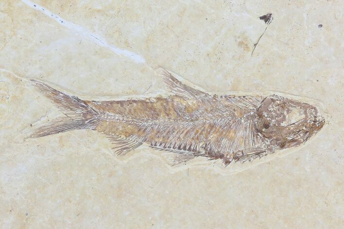 Knightia Fossil Fish - Wyoming #79947